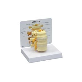 Buy Gpi Anatomicals Basic Vertebrae Model Usa